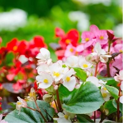 Begonie Nightlife Mix F1 - Begonia semperflorens - semena - 12 ks