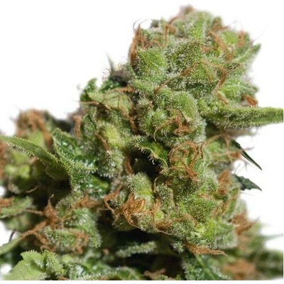 Super Sativa Seed Club AUTO Bruce Lemon Diesel semena neobsahují THC 3 ks