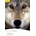 White Fang