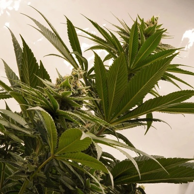Dutch Passion Melonade Runtz semienka neobsahujú THC 3 ks