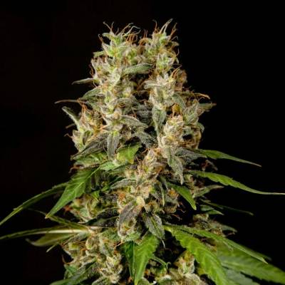 Philosopher Seeds Sweetlove semena neobsahují THC 5 ks
