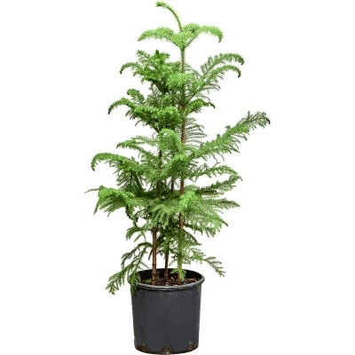 Araucaria heterophylla 30x180 cm