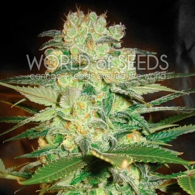 World of Seeds Afghan Kush x White Widow semienka neobsahujú THC 12 ks