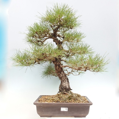 e-bonsai Venkovní bonsai - Pinus thunbergii - Borovice thunbergova