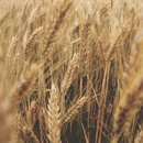 Aroma šampón a kondicionér 2 v 1 na suché vlasy Pšeničný proteín 400 ml