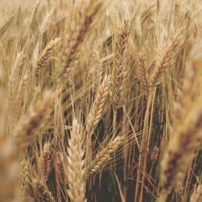 Aroma šampón a kondicionér 2 v 1 na suché vlasy Pšeničný proteín 400 ml