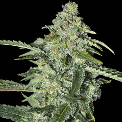 Eva Seeds TNT Kush CBD semena neobsahují THC 6 ks