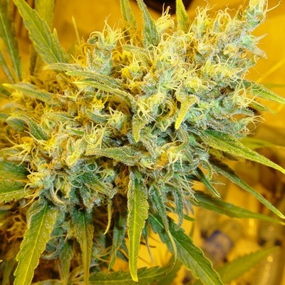 Mr. Nice Critical Haze regular semienka neobsahujú THC 15 ks