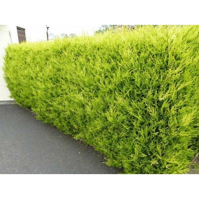 Cyprusovec leylandský Castlewellan, výška 30-60 cm, kvetináč 2 l