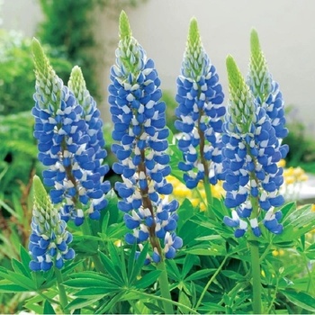 Lupina modrá - Lupinus - voľnokorenné sadenice lupiny - 1 ks