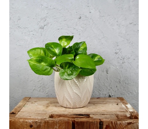 Epipremnum Pothos Global Green