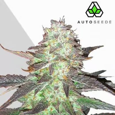 Auto Seeds Ghost Train Haze Auto semienka neobsahujú THC 5 ks