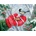 SunsOut - Puzzle Winter Encounter - 300 piese