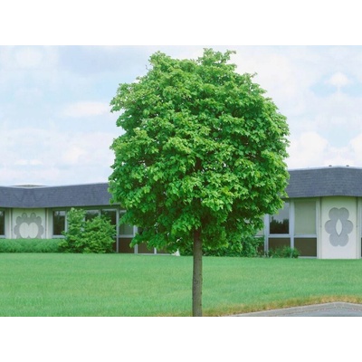Lipa malolistá Green Globe na 170-190 cm kmienku, výška 220-250 cm, kvetináč 25 l