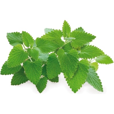 Click & Grow Семена Click and Grow, котешка мента, 3 броя (SGR29X3)