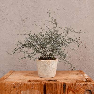 Corokia Virgata Maori Silver