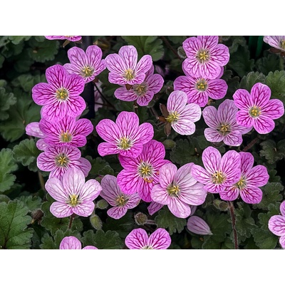 Bocianik Bishops Form - Erodium, kont. 0,5 l