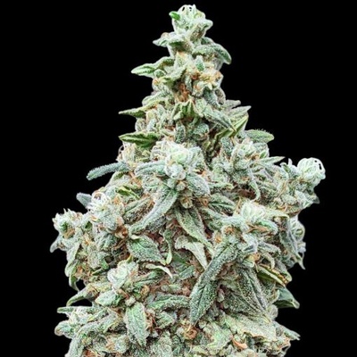 Advanced Seeds Cherry Pie semienka neobsahujú THC 1 ks