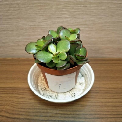 Crassula Ovata Minor č1