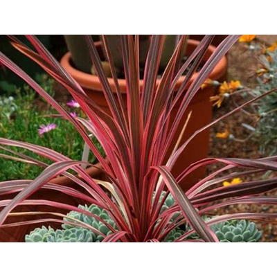 Kordylina Banksova Salsa, výška 40-50 cm, kvetináč 9 cm