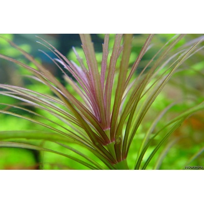 Pogostemon stellatus