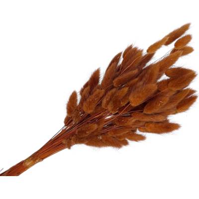 Sušená tráva Lagurus - zajačka 50g - hnedé