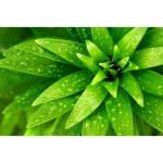 DIMEX ART Флизелинов фототапет пресни листа 375 x 250 см