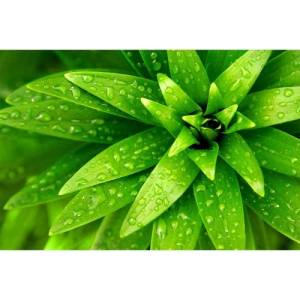 DIMEX ART Флизелинов фототапет пресни листа 375 x 250 см