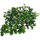 Lucky Reptile Turtle Plants Bacopa 40 cm
