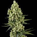 Sensi Seeds Silver Fire semena neobsahují THC 3 ks