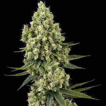 Sensi Seeds Silver Fire semena neobsahují THC 3 ks