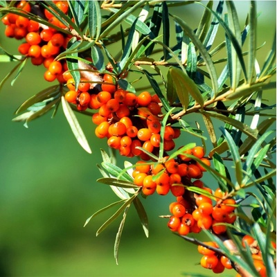 Rakytník řešetlákový - Hippophae rhamnoides - semena rakytníku - 8 ks