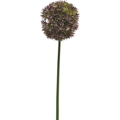 Česnek okrasný - Allium Natasja fialová V72 cm