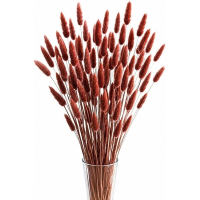 Sušený lagurus (králičí ocásek) mahagonový/hnědý 45g