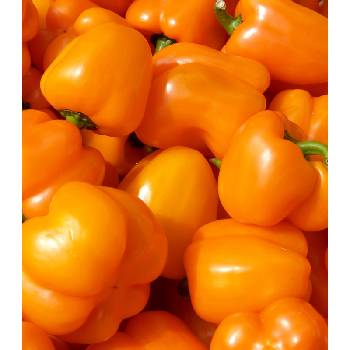 Paprika Snack Orange - Capsicum annuum - semena papriky - 6 ks