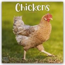 Chickens Hühner 16-Monats 2024