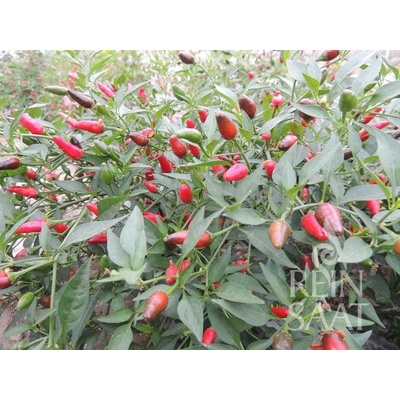 Bio chilli paprika Thai Chili