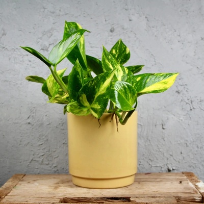 Epipremnum Pothos N-joy gold