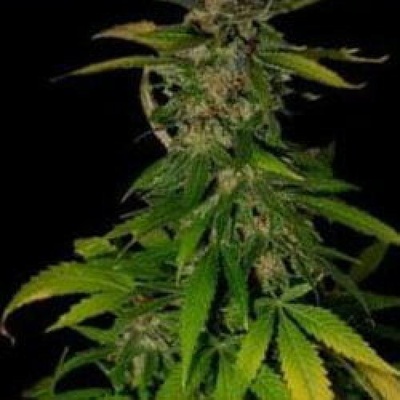 KC Brains Seeds Double D regular semienka neobsahujú THC 5 ks