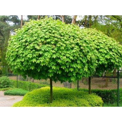 Ambrovník styraxový Gum Ball na 140-150 cm kmienku, výška 200-220 cm, kvetináč 25-35 l