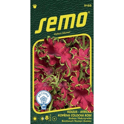 Semo Koleus Africká žihľava Colocha rose 40 pel