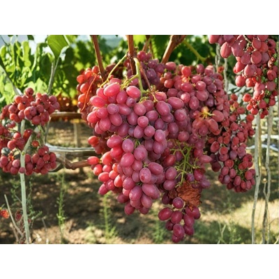 Vinič stolový Crimson, vyviazaný, výška 150-175 cm, kvetináč 5 l