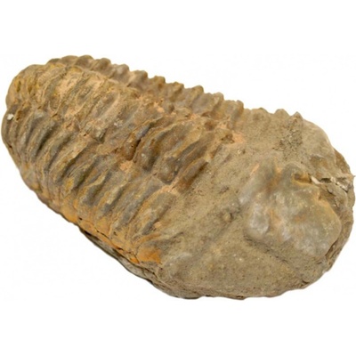Milujeme Kameny Trilobit - zkamenělina