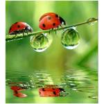 DIMEX ART Флизелинов фототапет калинка 225 x 250 см