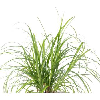 Veritable Вложка за семена Lingot декоративни растения котешка трева (VLIN-D5-Cyp067)