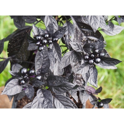 CHILLIMAT Chilli sazenice Black Pearl 1ks