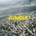BLAZE - JUNGLE LP