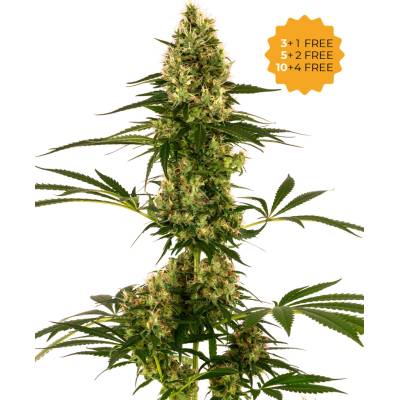 Sensi Seeds Blue Bullet Automatic semienka neobsahujú THC 1 ks