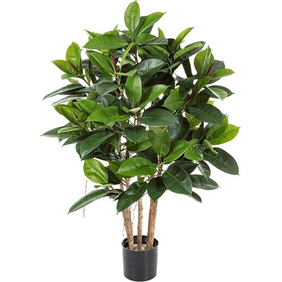 Ficus Elastica Rubber Plant 120 cm