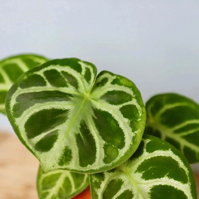 Anthurium Silver Blush baby